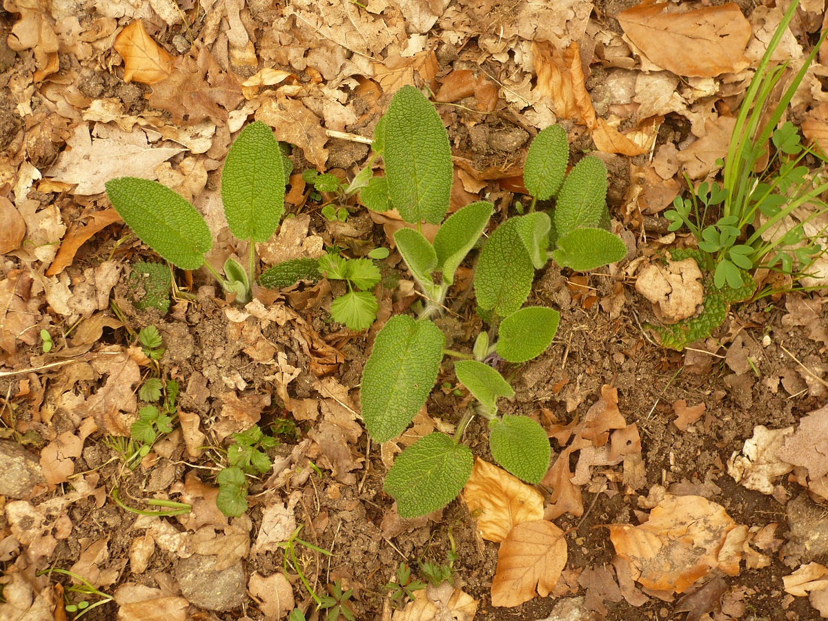 Stachys alpina (Lamiaceae)